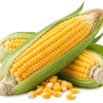 Taro