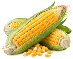 Taro