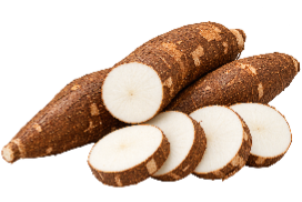 Manioc